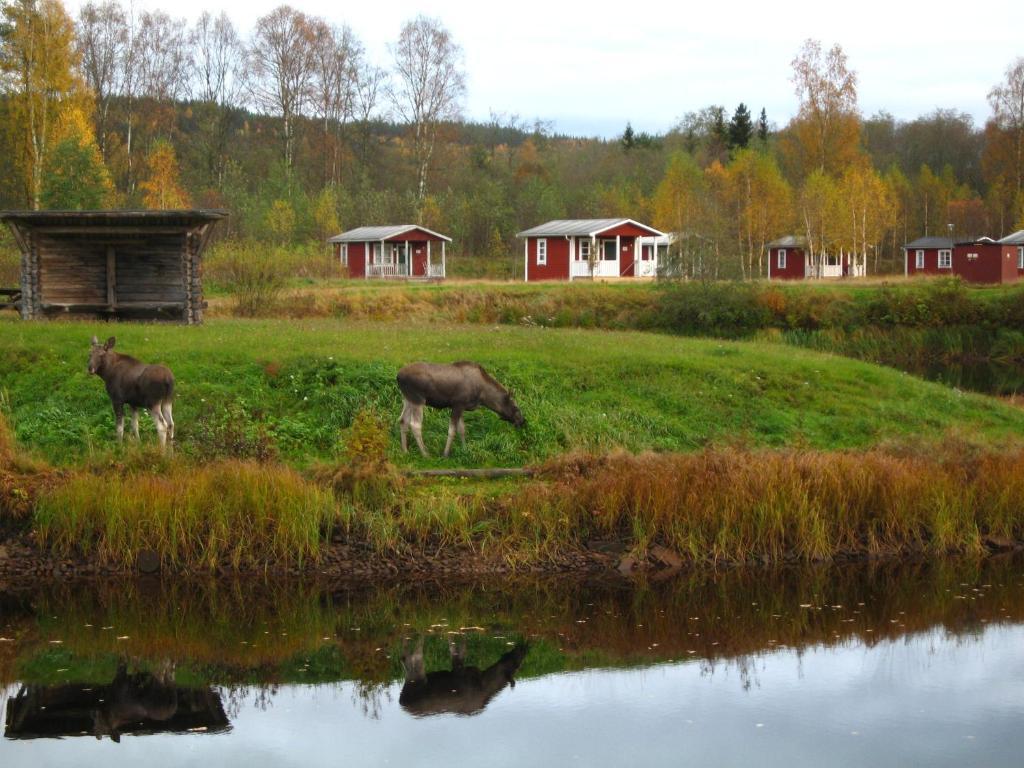 Klaralvens Camping Hotel Stöllet Екстериор снимка